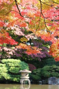 2016年11月5日　山形県もみじ公園 「桜のキャンディ」さん