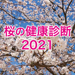 【桜の健康診断2021】健康状態は過去最悪の昨年とほぼ同じ